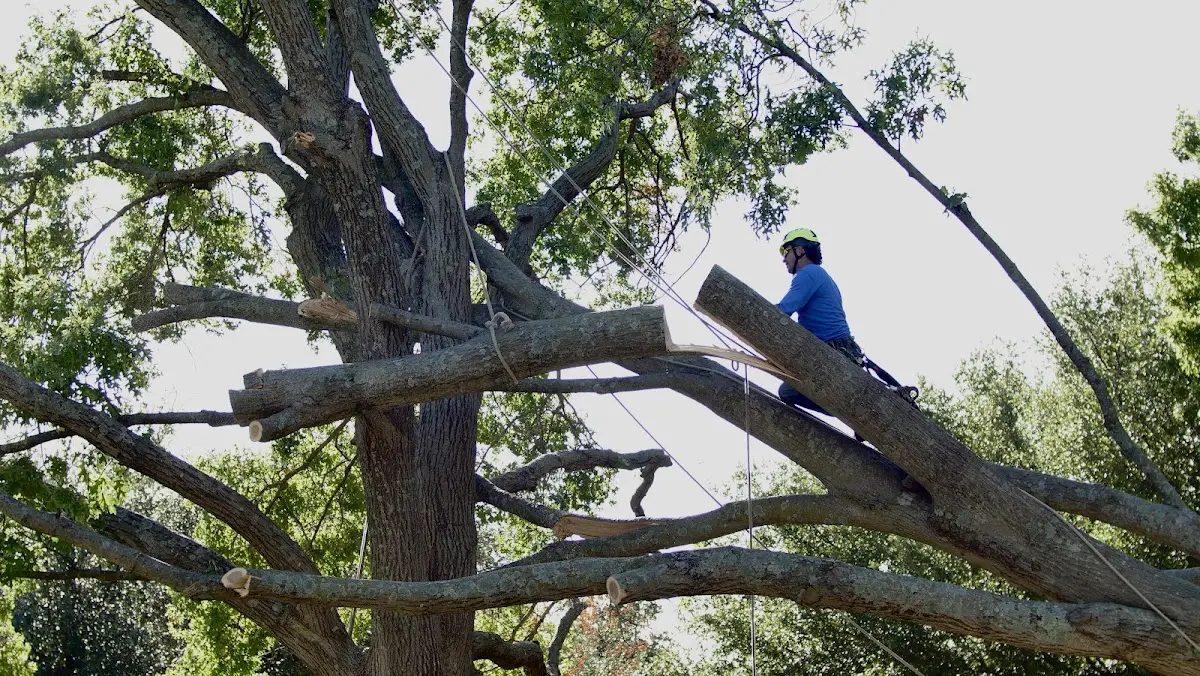 Professional Crown Thinning performed by certified arborists in Thomson