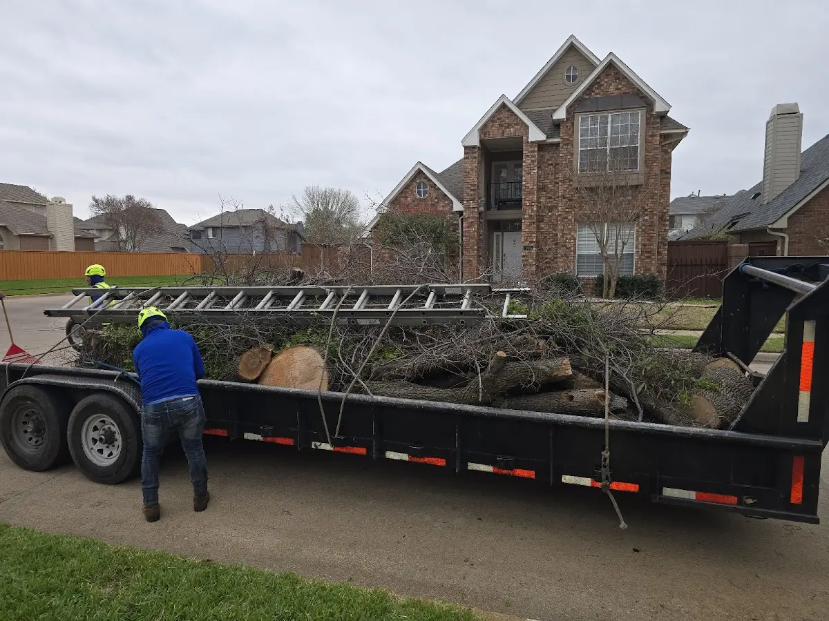 Expert Tree Pest Control with proper safety equipment in Thomson